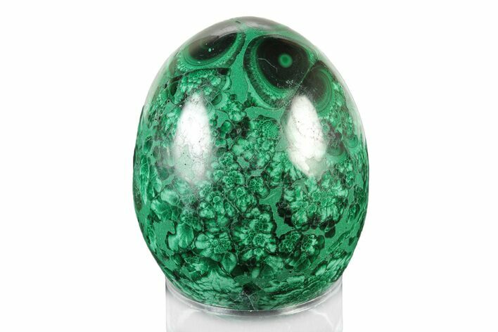 Flowery, Polished Malachite Egg - Congo #241920